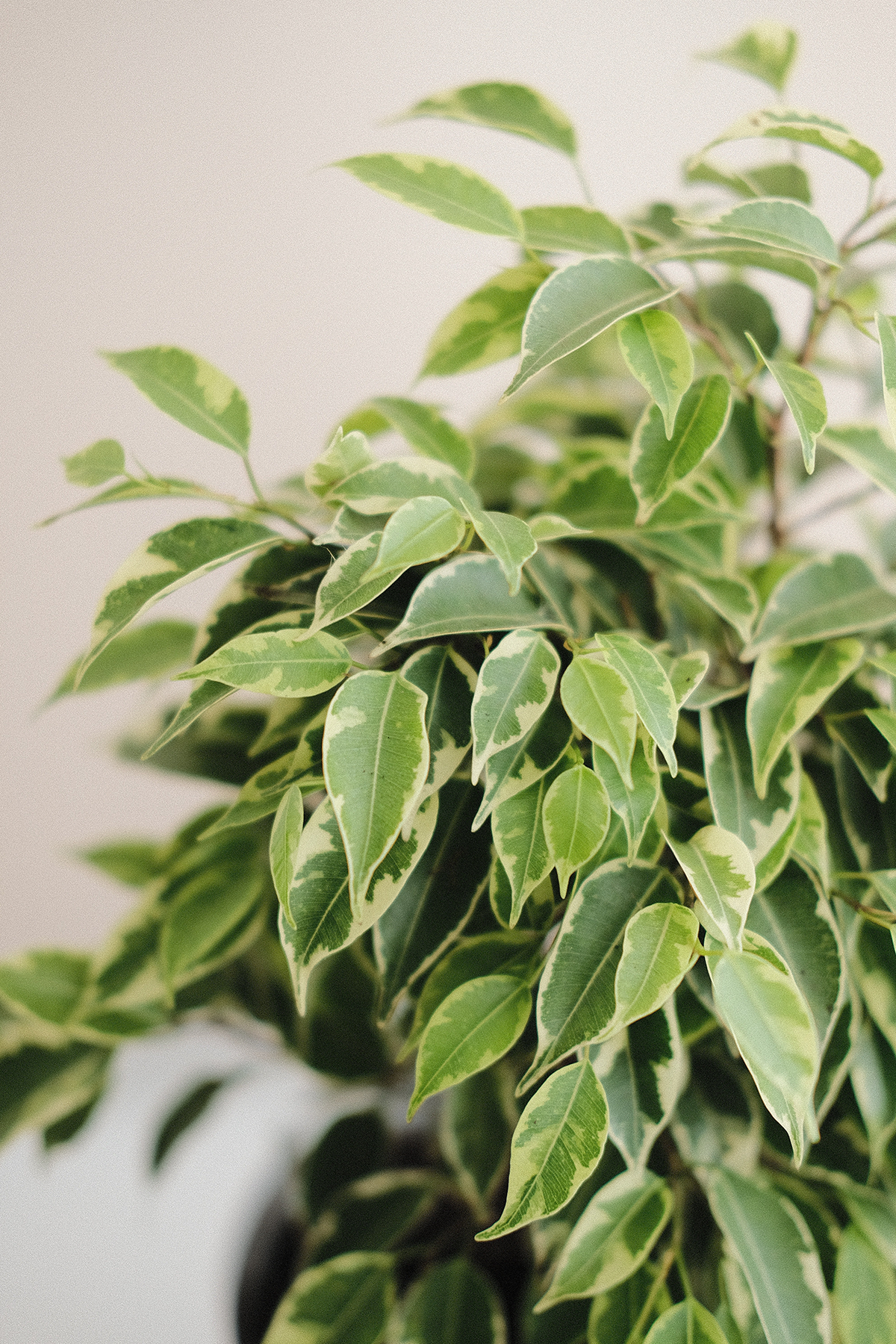観葉植物 フィカス ベンジャミン スターライト ビューティー 観葉植物 フィカス ベンジャミン スターライト ビューティー