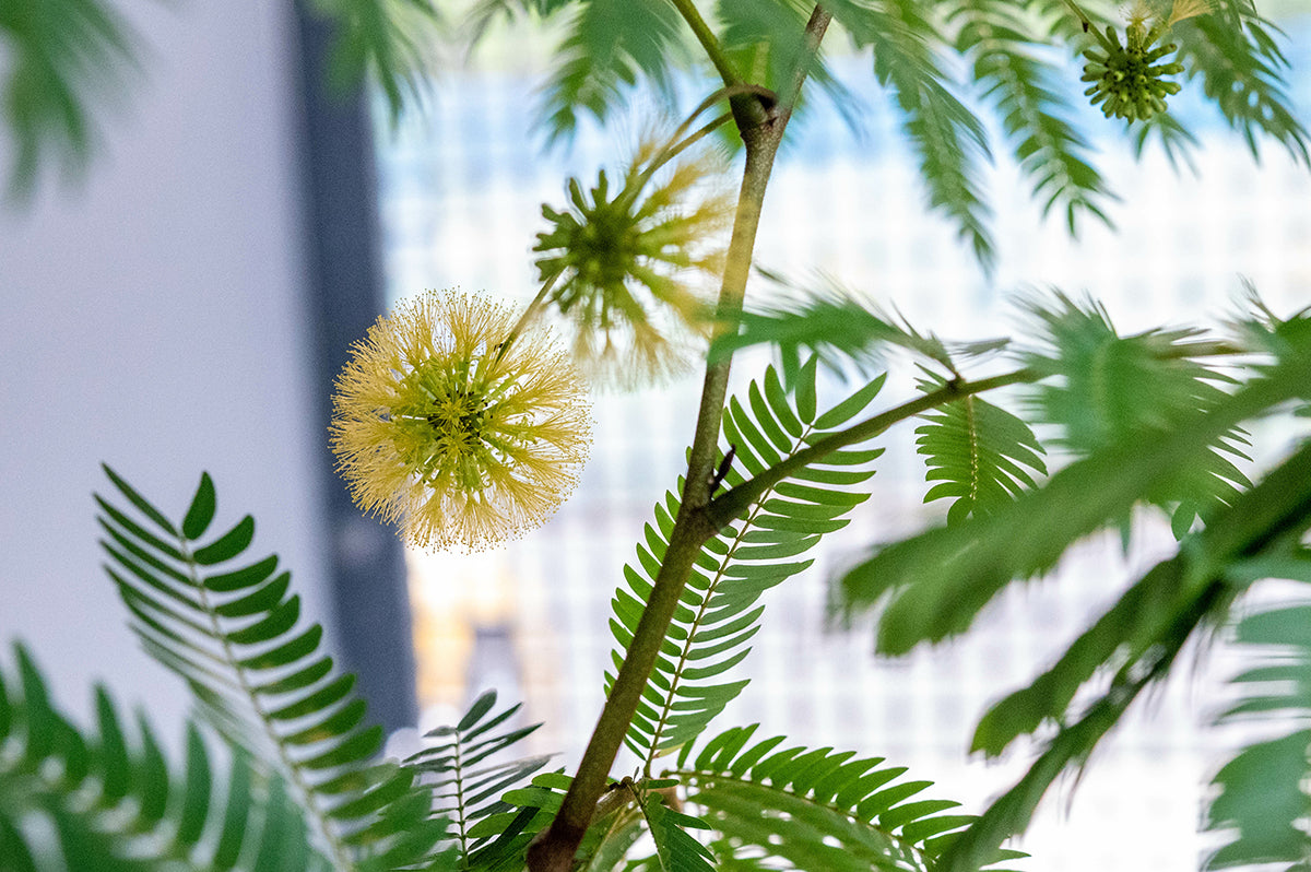 エバーフレッシュ（マメ科） - 猫にとって安全な観葉植物 | 猫と植物と