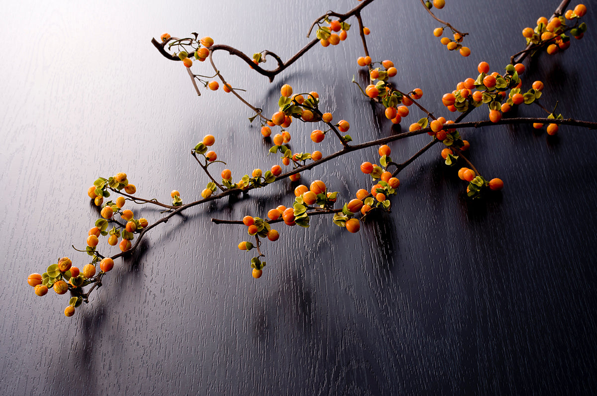 ツルウメモドキ ツルウメモドキ（ニシキギ科） - 猫にとって危険な植物 | ネコと植物と