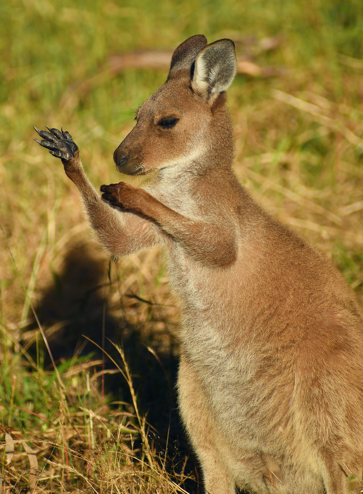 カンガルーの足